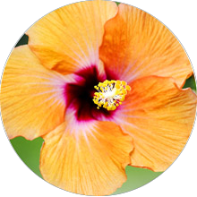 Flowers Circular